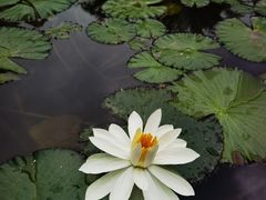 -曼听御花园