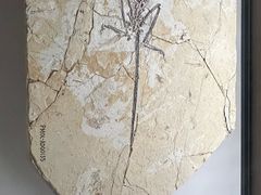 -辽宁古生物博物馆