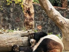 -都江堰中华大熊猫苑