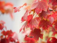 -吴淞炮台湾湿地森林公园烧烤区