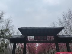 -合肥滨湖国家森林公园