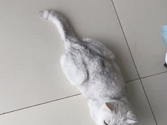 -怪兽屋·羊驼·猫咖·狗咖(俊华广场店)
