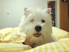 -汪小喵宠物·戴维斯乐芳希施宠馨宝皮毛调理洗护店