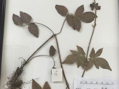 -中医院-的食堂