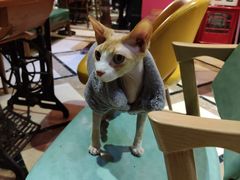 -猫色咖啡·猫咖