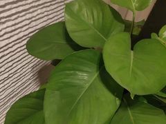 -淳SPA·精油按摩(蓝海御华大饭店)