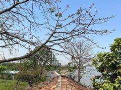 -喜洲吧·江畔老船厂·庭院餐厅(喜临院店)