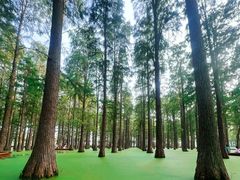-渌洋湖湿地公园