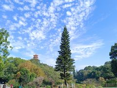 -深圳仙湖植物园