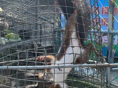 -西霞口神雕山野生动物世界