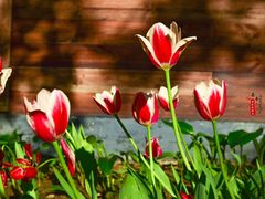 -长春公园(普阳街道)