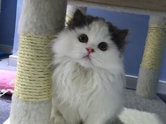 -喵的天空名猫咖啡馆·撸猫·猫舍·用品