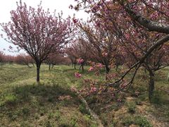 -天王浮山樱花园