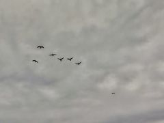 -北京麋鹿生态实验中心