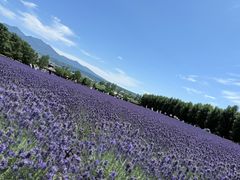 -富田农场