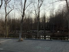 -泗洪洪泽湖湿地景区
