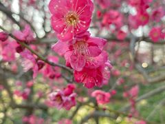 -梅花山(明孝陵内)