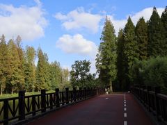 -黄海国家森林公园