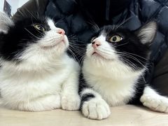 -萌兽医馆·犬猫专科·眼科中心·宠物医院(朝阳门分院)