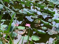 -美丽南方·老木棉匠园·团建烧烤·烤全羊