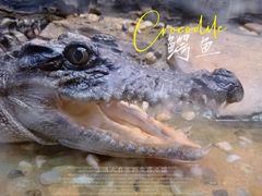 -上海大自然野生昆虫馆(东方明珠·爬宠昆虫探索中心)