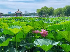 -长春市南湖公园