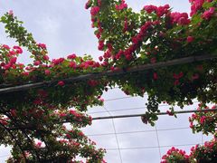 -广富林郊野公园