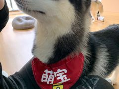 -Husky Go! 哈士奇体验馆·宠物咖啡厅狗咖