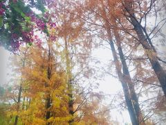 -金花茶公园