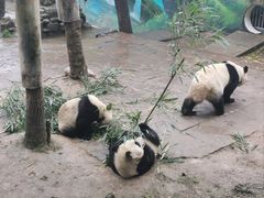 -中国大熊猫保护研究中心雅安碧峰峡基地