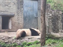 -都江堰中华大熊猫苑