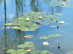 -野鸭湖国家湿地公园