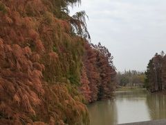 -上海海湾国家森林公园