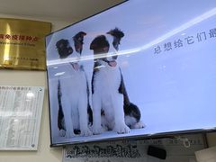 -全心全意连锁动物医院·微创中心·内科急重症·心脏专科(丰管路店)