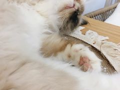 -共舞时光猫咖·狗咖(新街口店)