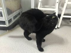 -我爱猫咪·猫咖·狗咖·安哥拉兔·羊驼咖(小寨华旗店)