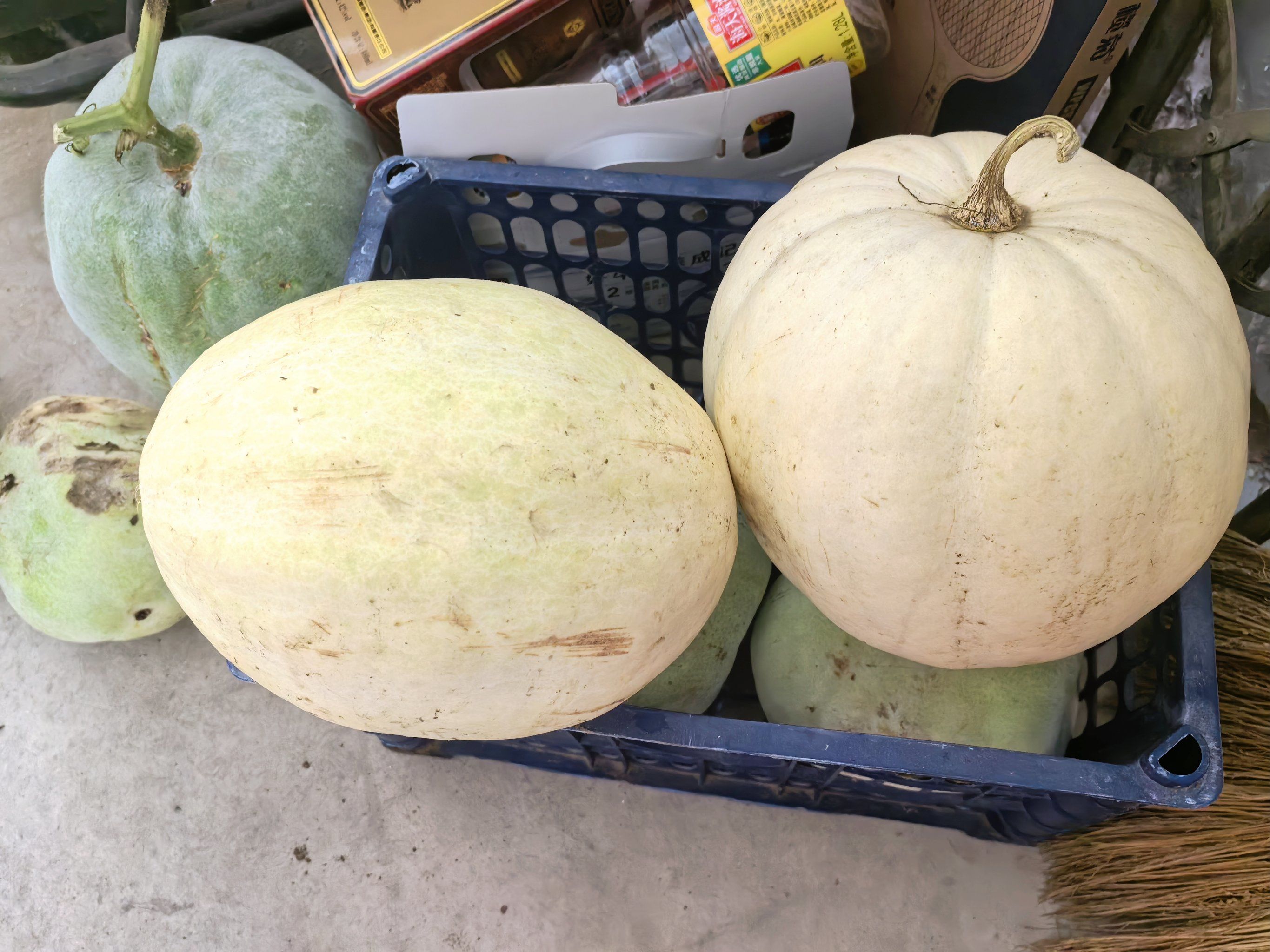 自家菜地种的大瓜