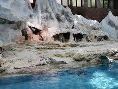 -帝企鹅自助餐厅•儿童岛•真企鹅(长隆企鹅酒店)