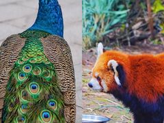 -成都大熊猫繁育研究基地