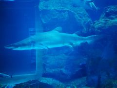 -迪拜水族馆及水下动物园