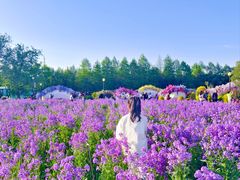 -荷兰花海