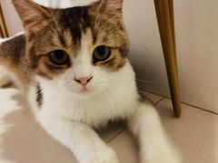 -平行世界·猫咖(首经贸店)