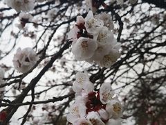-无锡梅园公园