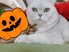 -猫和宫(六道口店)