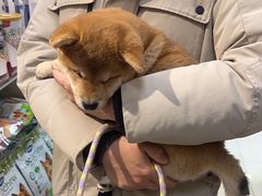 -北京观赏动物医院·24小时大型综合·猫专科·异宠专科