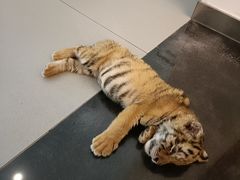 -北京野生动物园