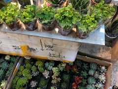 -双季花艺园艺市场(浦东店)