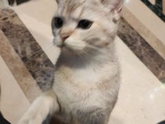 -猫色咖啡·猫咖