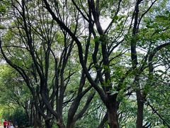 -惠山国家森林公园