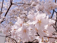 -高东镇樱花园